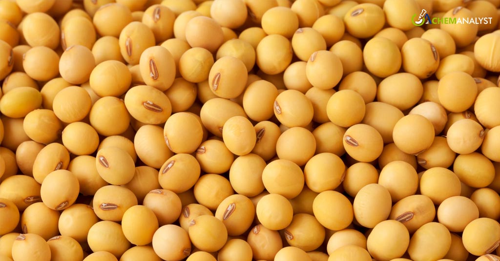 Abundant Supply Pushes Soybeans and Corn Prices Toward Three-Year Lows