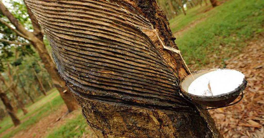 ANRPC Forecasts Decline in Global Demand for Natural Rubber in 2023