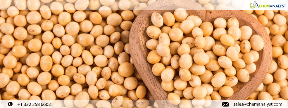 Argentina's Soybean Sector Set to Flourish with higher Harvest