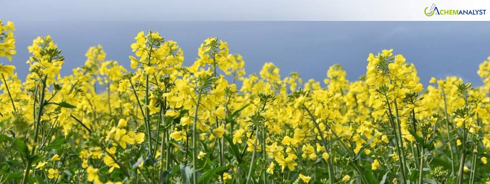 Australia Ships 375,480 Tonnes of Canola Overseas in August