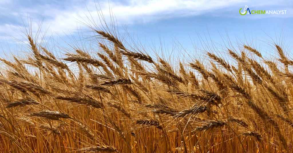 CBOT Wheat Experiences as Investors Engage in Bargain Acquisitions and Short Covering