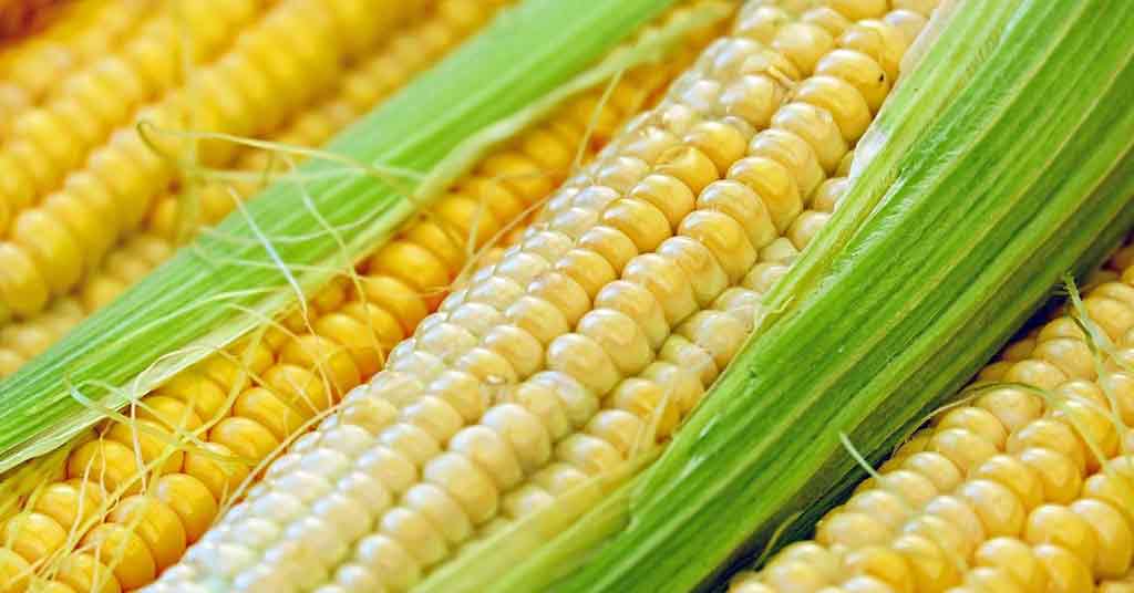 China Grants Approval for GM Corn and Soy Varieties to Boost Agricultural Harvests