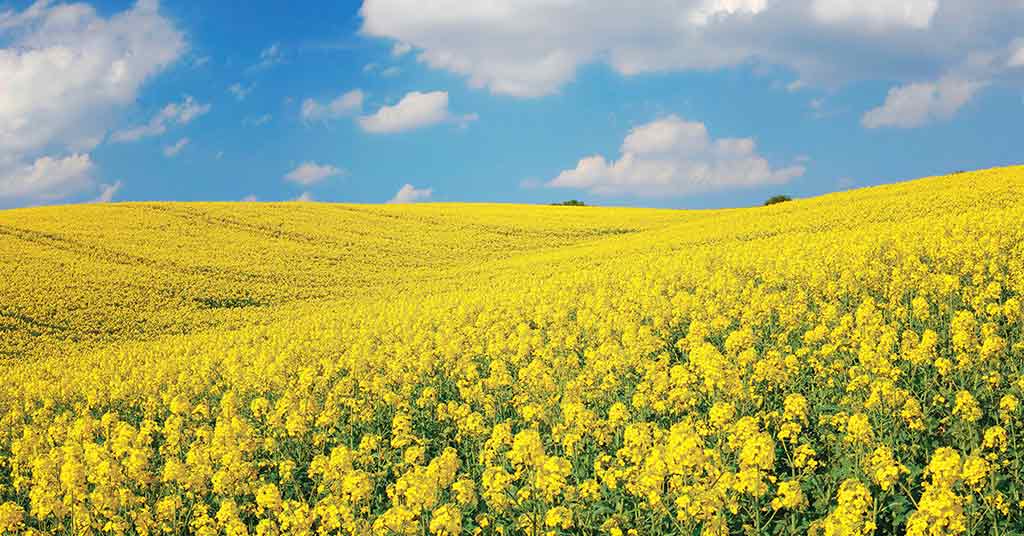 China's New Rapeseed Crop Emerges as a Challenger to Canada's Canola Throne