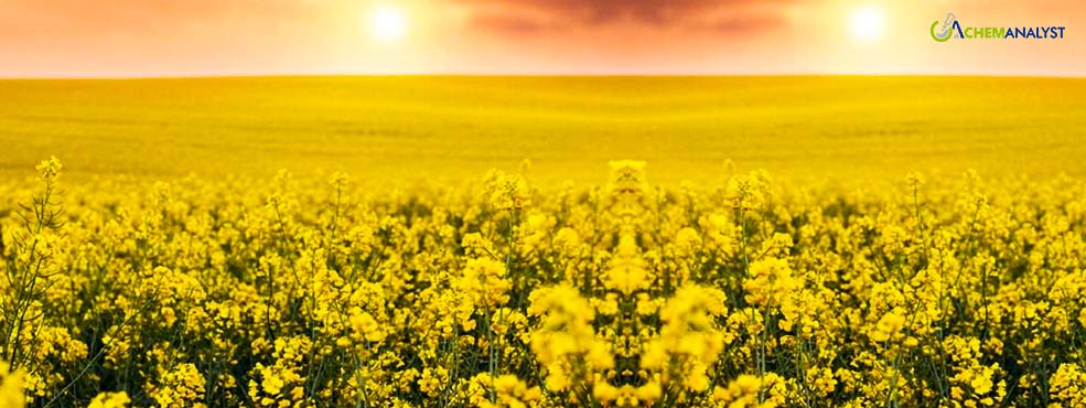 EU Rapeseed Imports Hit One-Third of Previous Year's Levels