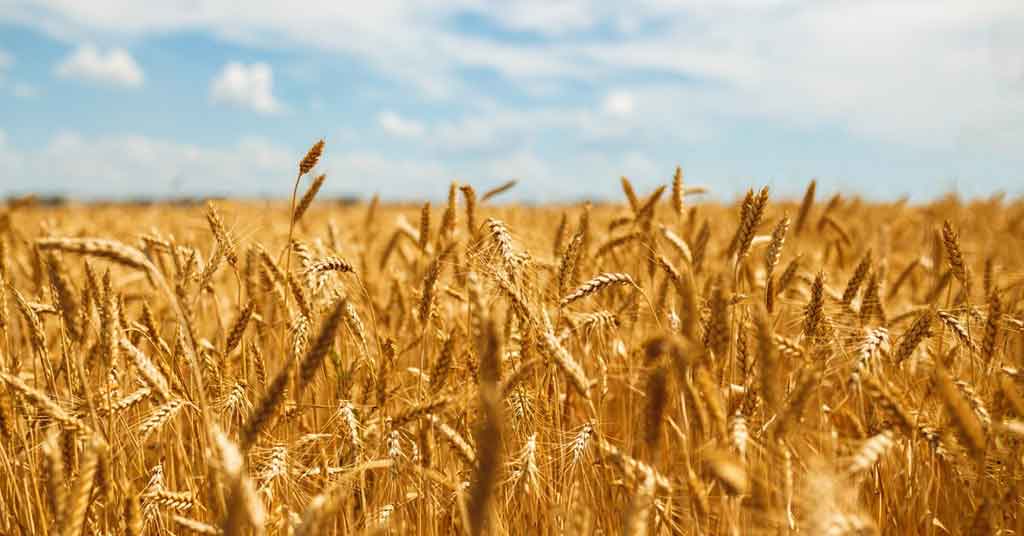 Wheat Futures at CBOT Peak to Two-Week High Amid Surging Global Demand