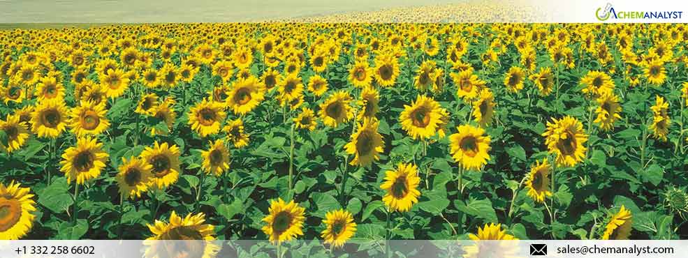 Extreme Heat Causes Decline in Sunflower Harvests