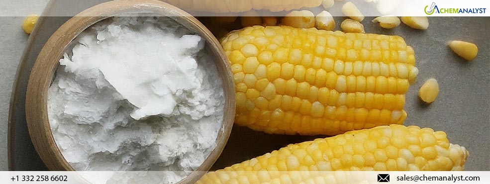 Global Corn Starch Market Plunges in August 2024 Amid Corn Price Crash