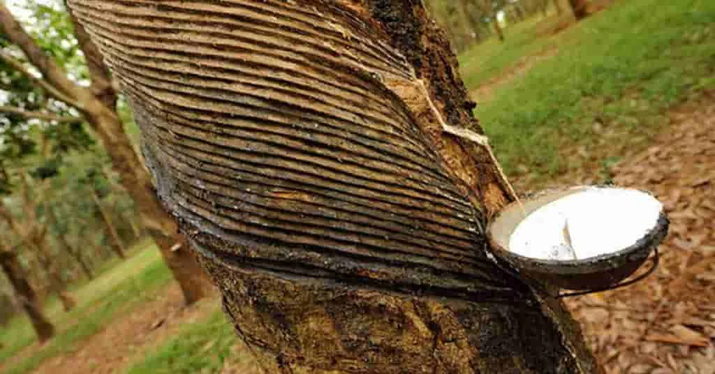 Global Natural Rubber Prices Decline in August 2023 Amid Weakening Demand