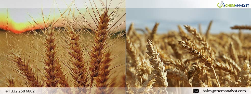 Global Wheat Market Volatility: Supply Challenges and U.S. Export Opportunities