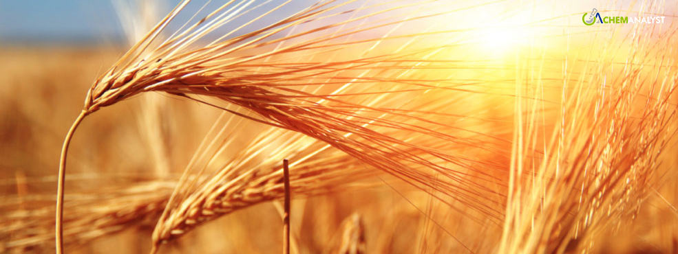 Improved Weather Conditions Set to Boost Australia's Wheat Output