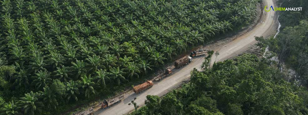 Indonesia Announces Plans to Double Subsidy for Palm Oil Replanting