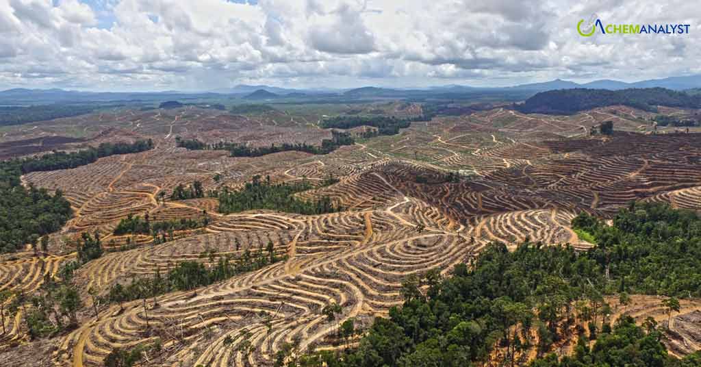 Indonesia Sees Return of Palm Oil Deforestation After Decade-Long Decline