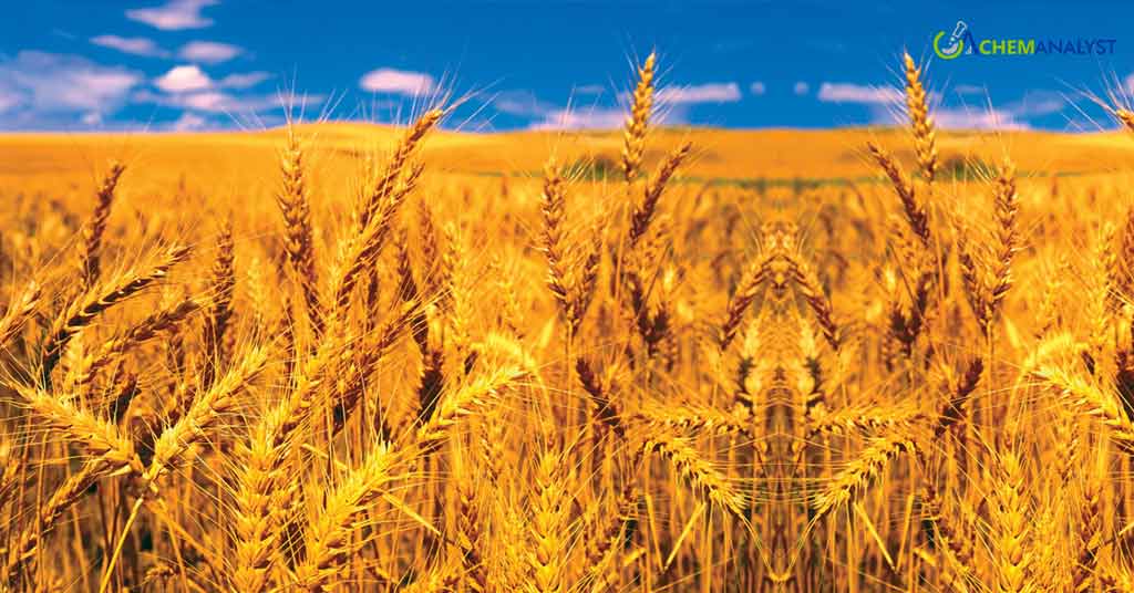 Japan Initiates Tender for Purchase of 115,035 Metric Tons of Food Wheat
