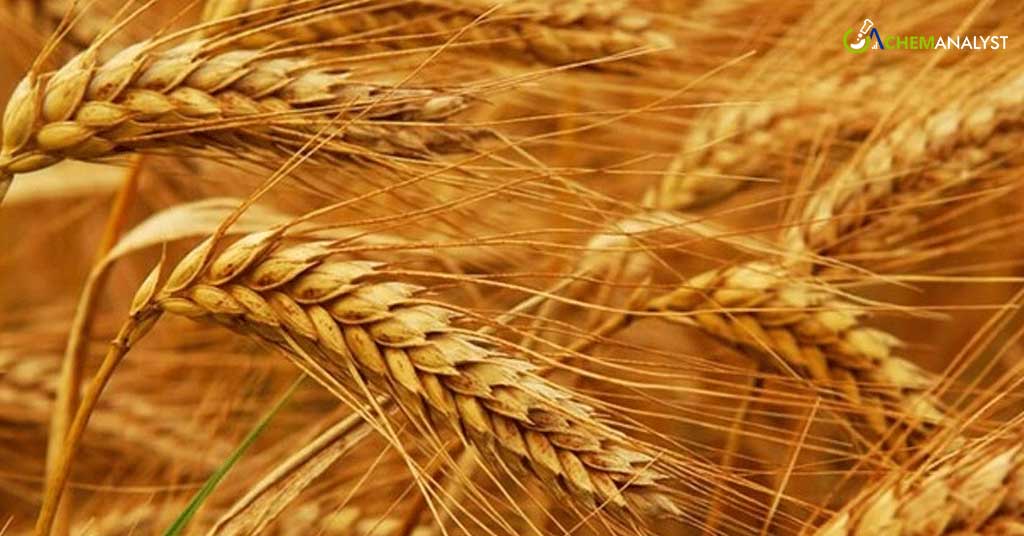 Jordan Purchases Approximately 60,000 Metric Tons of Wheat in Tender