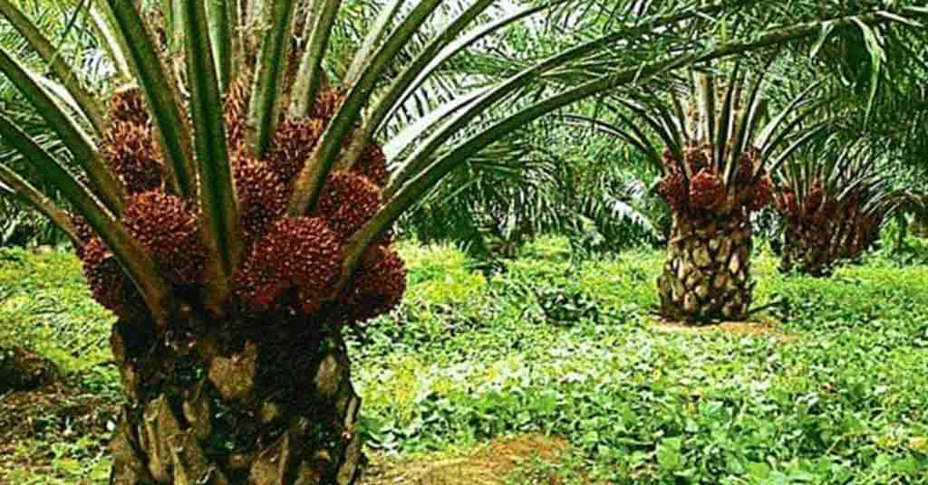 Malaysia Maintains October Export Duty for Crude Palm Oil at 8%