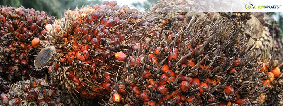 Malaysia's Palm Oil Crisis: Stocks Plunge to 22-Month Low, Price Surge Looms Amid Production Woes