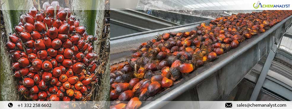 Malaysia's Palm Oil Stocks Drop to 10-Month Low, Boosting Futures