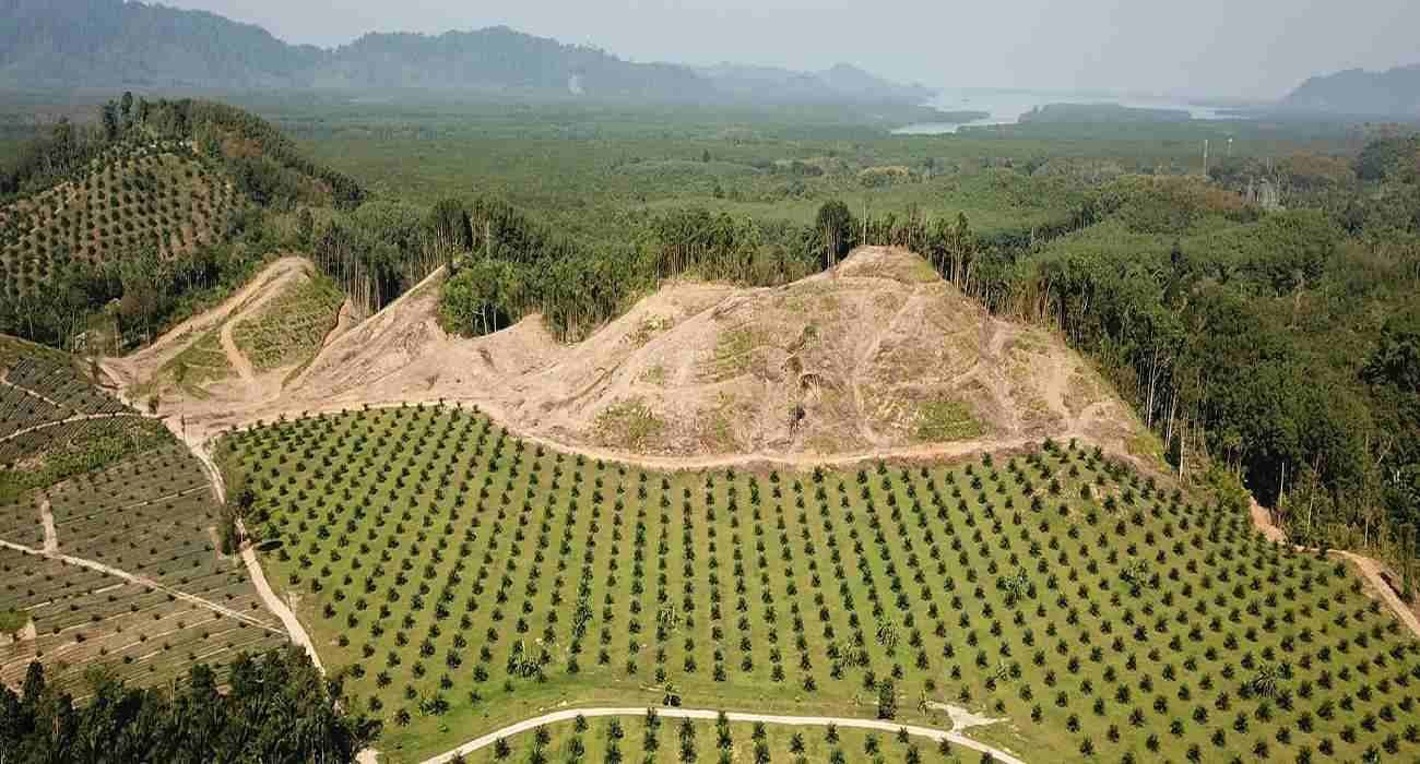 Malaysian Palm Oil Futures Surge Amid Strategic Market Shifts and Indonesian Policy Speculations