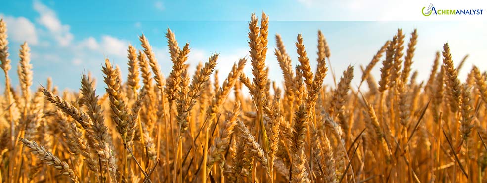 Morocco Turns to Russia for Wheat Imports Amid Domestic Production Decline