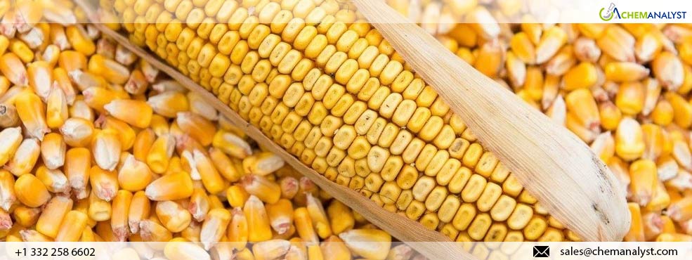Optimism for U.S. Maize as USDA Reports Strong Initial Crop Condition