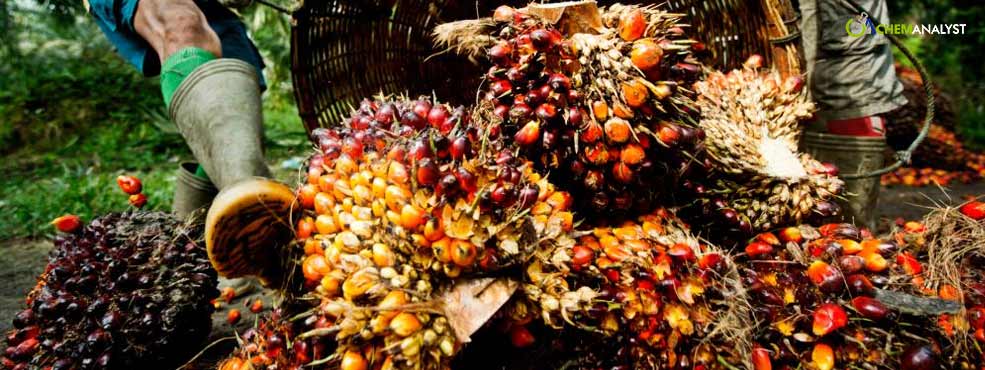Palm Oil Declines in Response to Weaker Competitor Edible Oils, Strengthening Ringgit