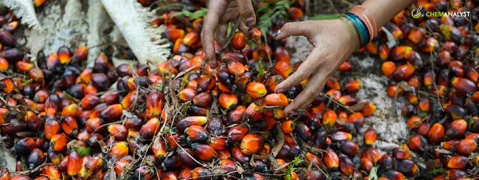 Palm Oil Output Surges 2% Higher Than Last Year's Figures