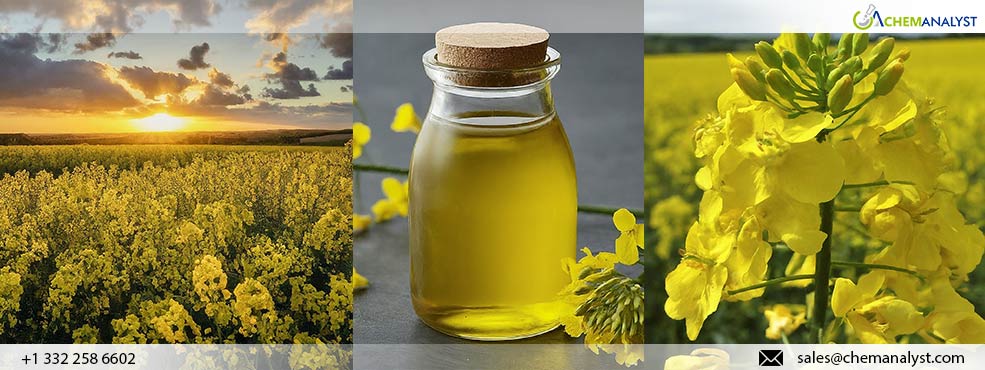 Rapeseed Oil Prices to Surge Across Europe Amid Supply Concerns