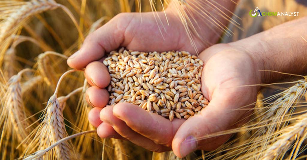 Russian Wheat Export Prices Dip Again Last Week Amid Rising Shipments