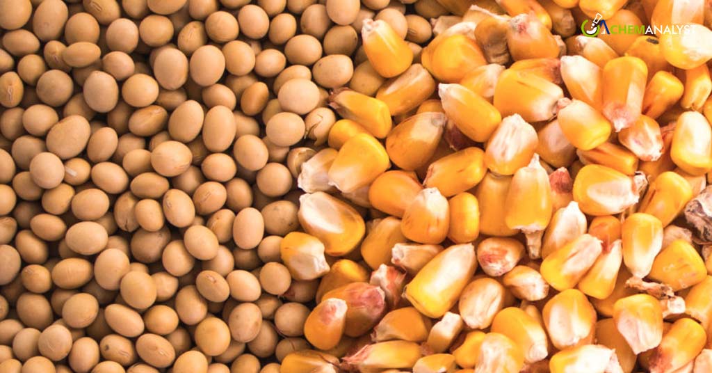 Soybean and Corn Prices Hover Close to Three-Year Lows Due to Ample Supply Levels