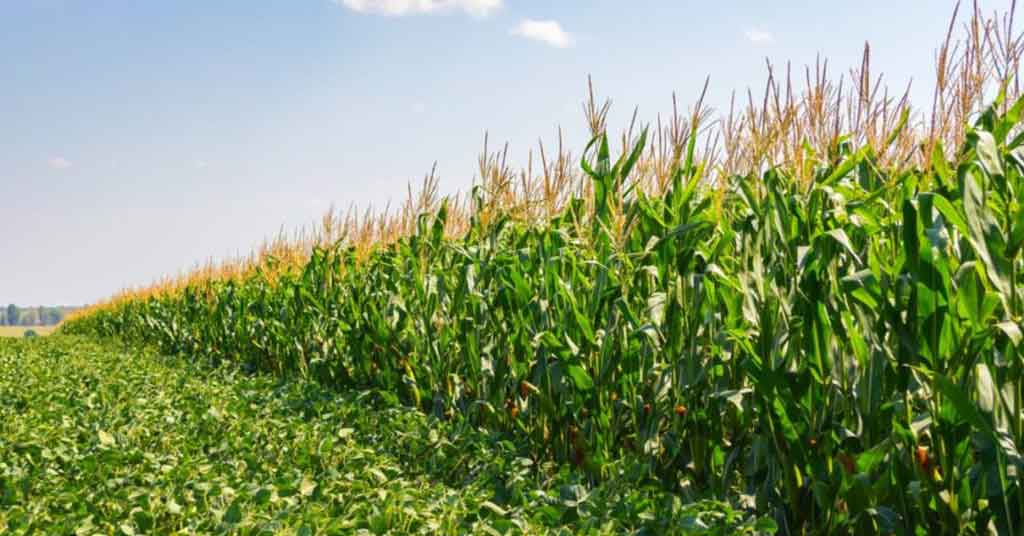 Soybean Slide Spurs Corn Confidence in U.S. Farming Circles