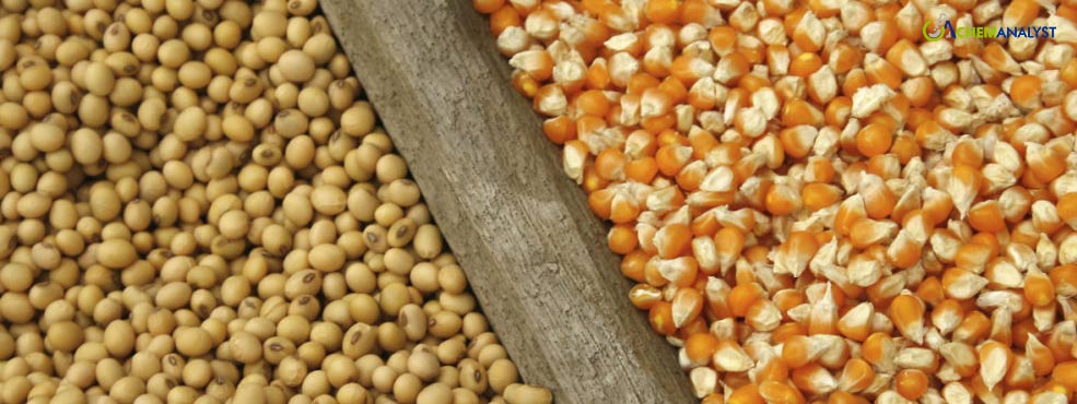 Soybeans and Corn Stagnant Prior to USDA Report Amid LatAm Harvest Concerns