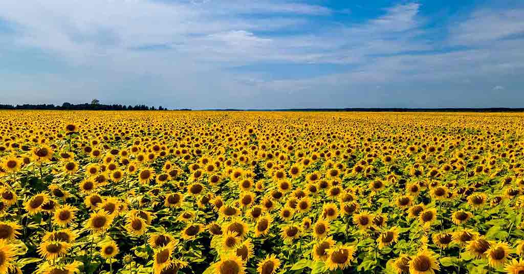 Sunflowers Wilt: U.S. Production Set to Plummet 18%