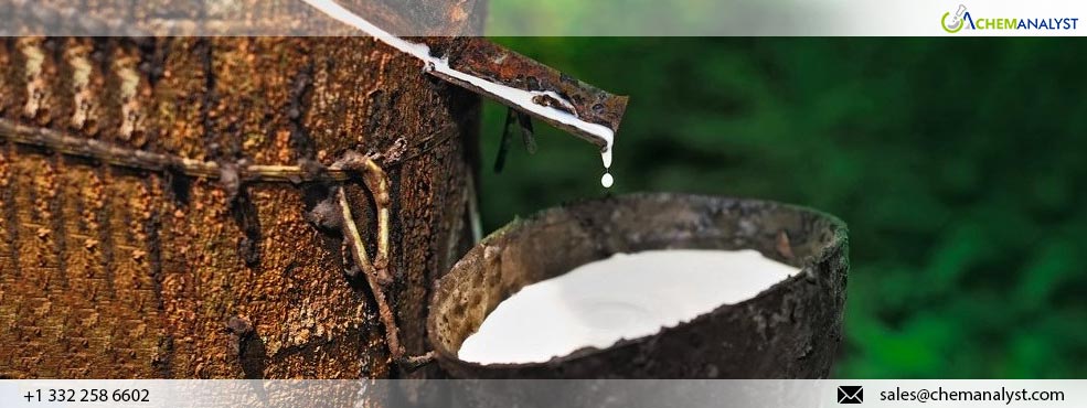 Surge In The Natural Rubber (TSR) Market Amid Delayed Rubber-Tapping Process