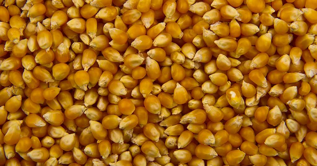 Ukraine Faces a Potential Drop in Corn Exports in 2024