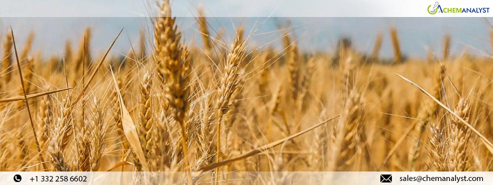 Ukrainian Wheat Poised for Increased Competitiveness in European Markets Near Future