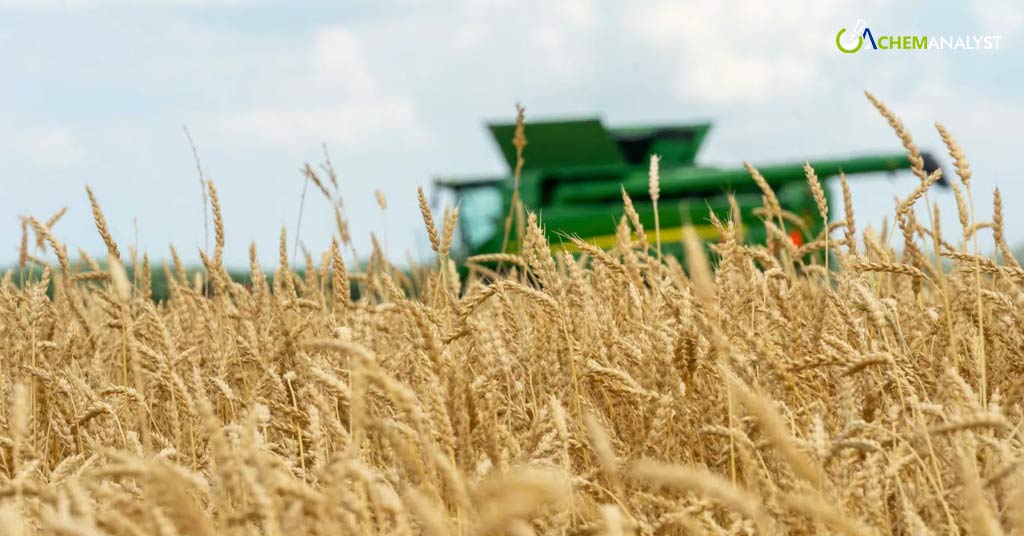 US Wheat Projections Firm Up Amid Evolving Global Trends