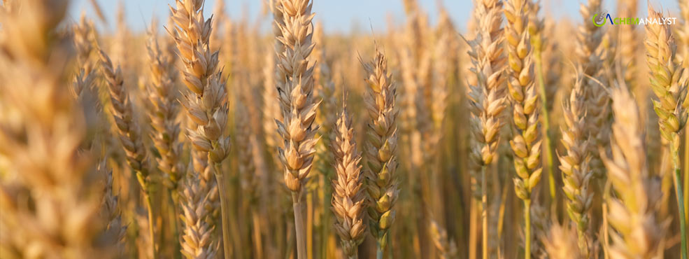 USDA Predicts 2024 Wheat Price Drop Amid Supply Surge