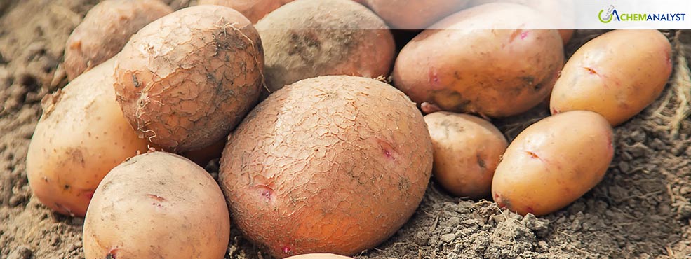 West Bengal's Potato Crisis: A Clash of Interests