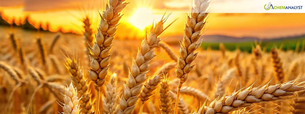 Wheat Market Volatility in Late 2024: Russian Drought and Global Implications